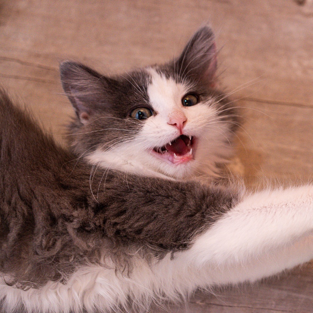 Iris, an adoptable Domestic Long Hair in Durango, CO, 81303 | Photo Image 6