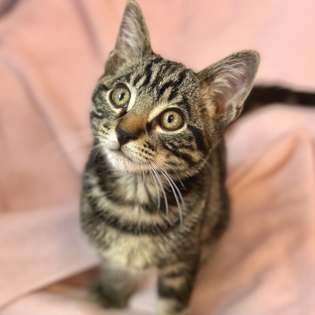 Hunter, an adoptable Domestic Short Hair in Durango, CO, 81303 | Photo Image 1