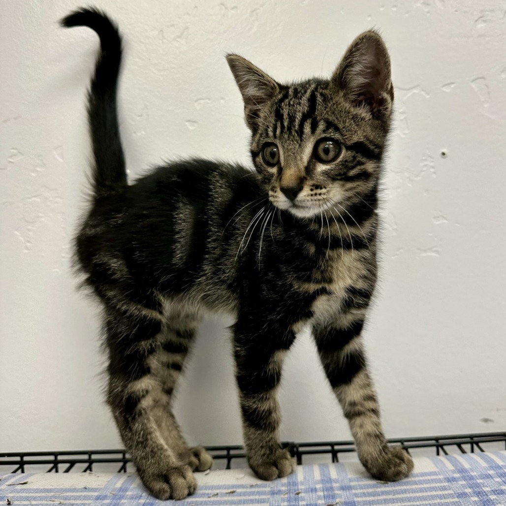 Hunter, an adoptable Domestic Short Hair in Durango, CO, 81303 | Photo Image 2