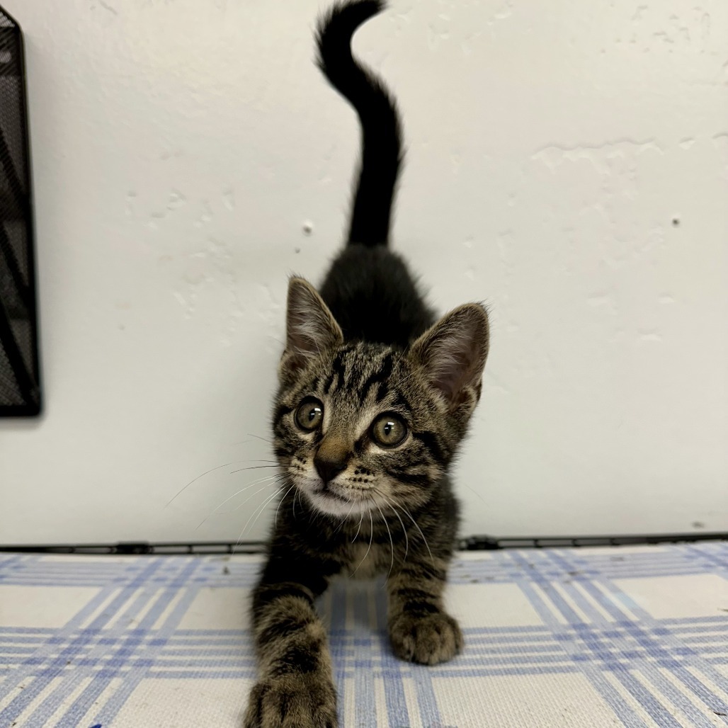 Hunter, an adoptable Domestic Short Hair in Durango, CO, 81303 | Photo Image 3