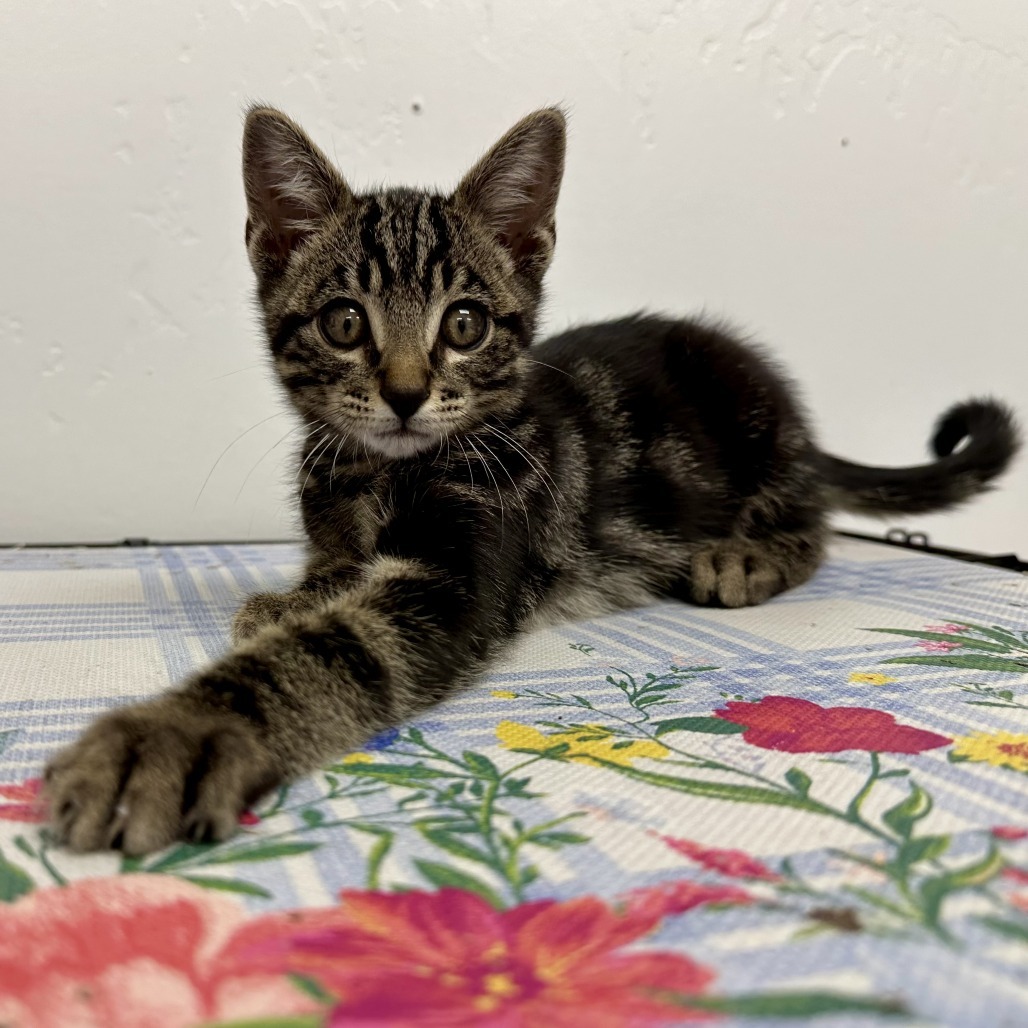 Hunter, an adoptable Domestic Short Hair in Durango, CO, 81303 | Photo Image 4