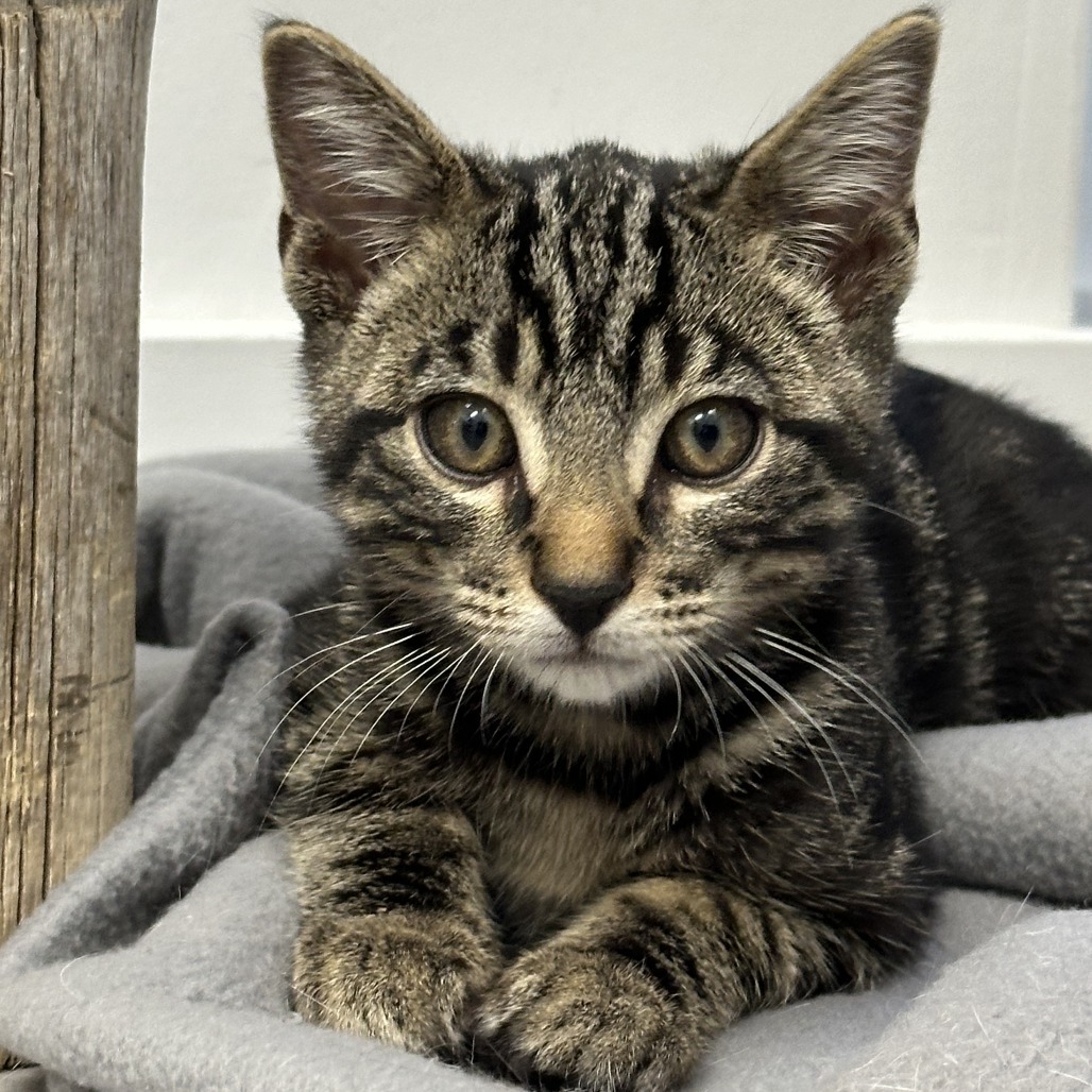 Hunter, an adoptable Domestic Short Hair in Durango, CO, 81303 | Photo Image 5
