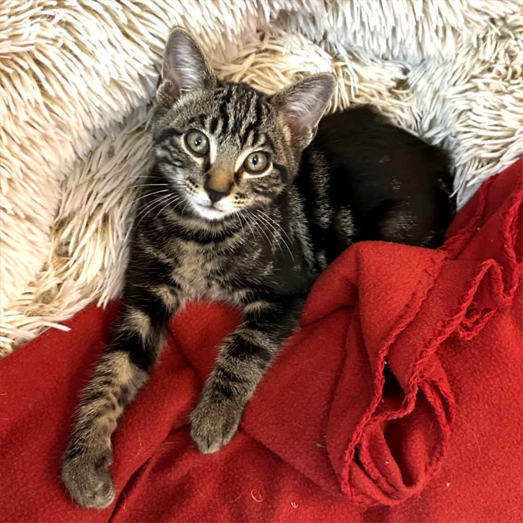 Hunter, an adoptable Domestic Short Hair in Durango, CO, 81303 | Photo Image 6