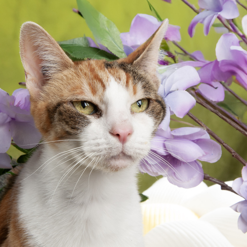 Lahaina, an adoptable Domestic Short Hair in Durango, CO, 81303 | Photo Image 1