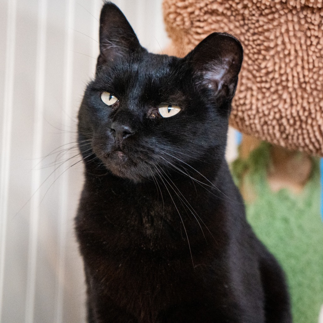 Mitzi, an adoptable Domestic Short Hair in Durango, CO, 81303 | Photo Image 1