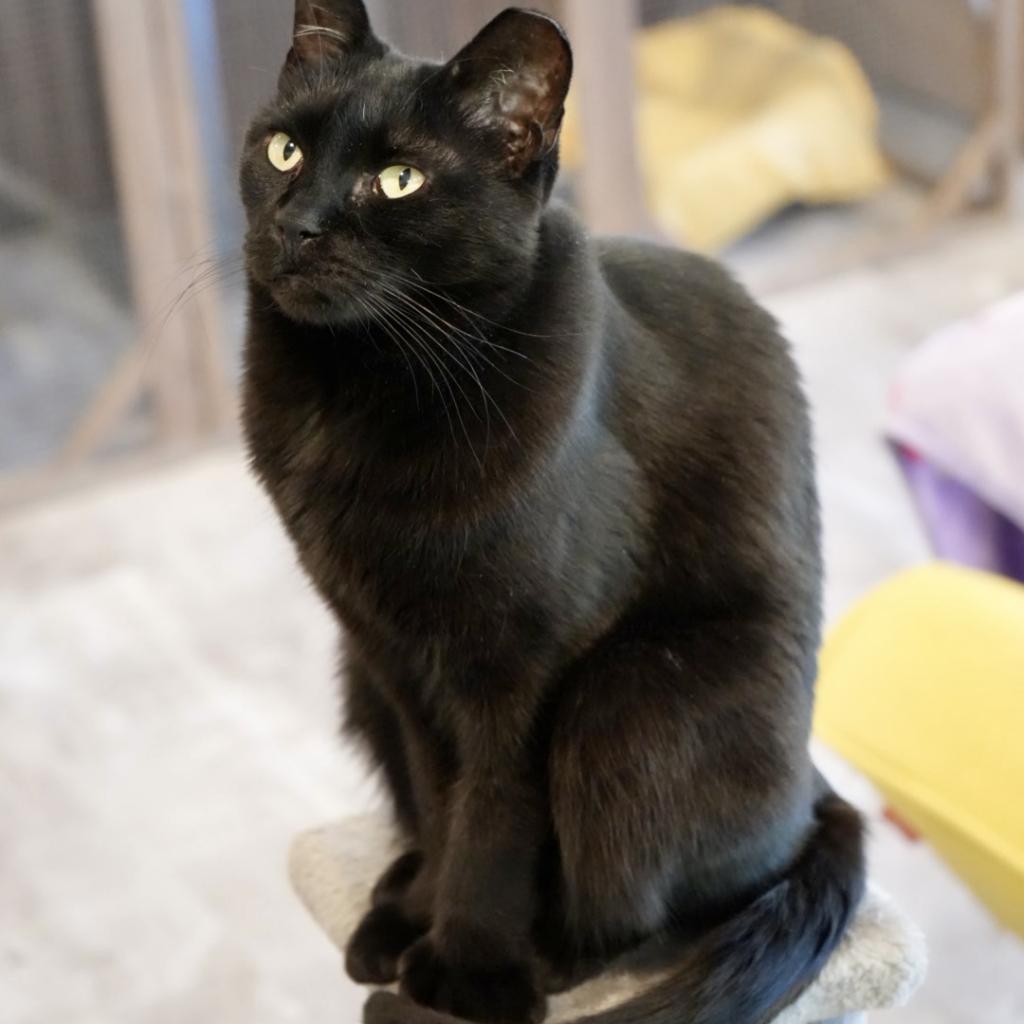 Mitzi, an adoptable Domestic Short Hair in Durango, CO, 81303 | Photo Image 2