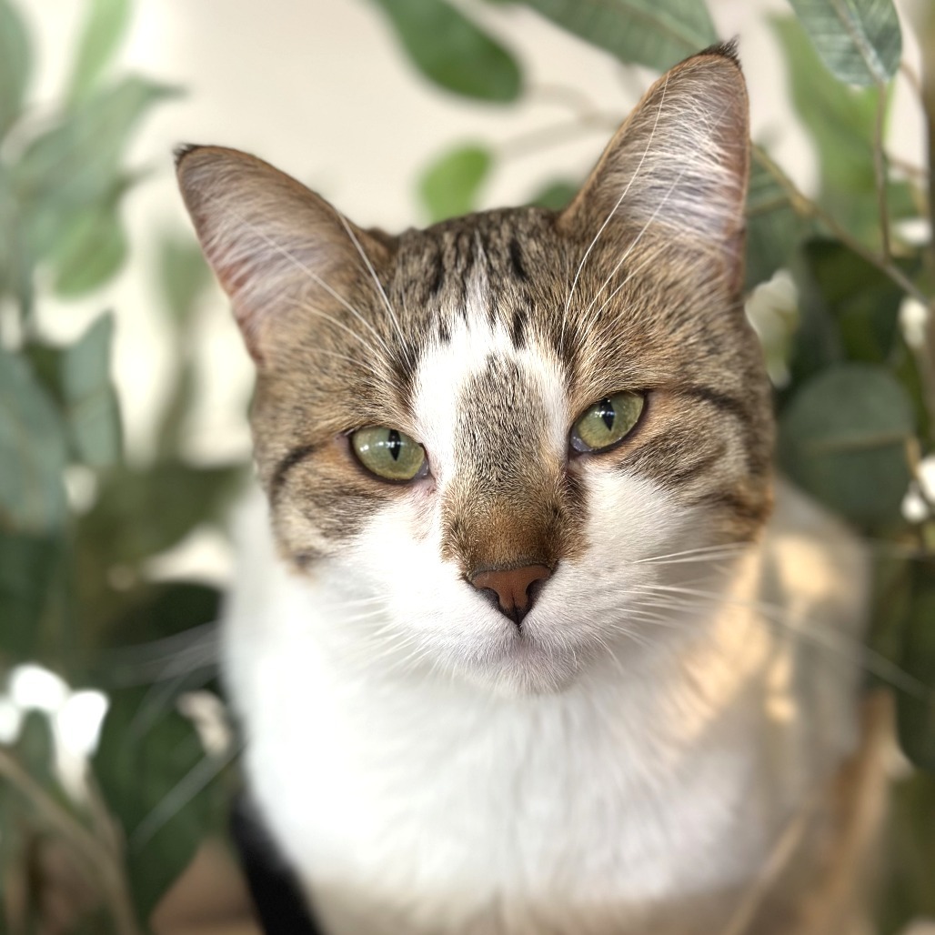 Goose, an adoptable Domestic Short Hair in Durango, CO, 81303 | Photo Image 1