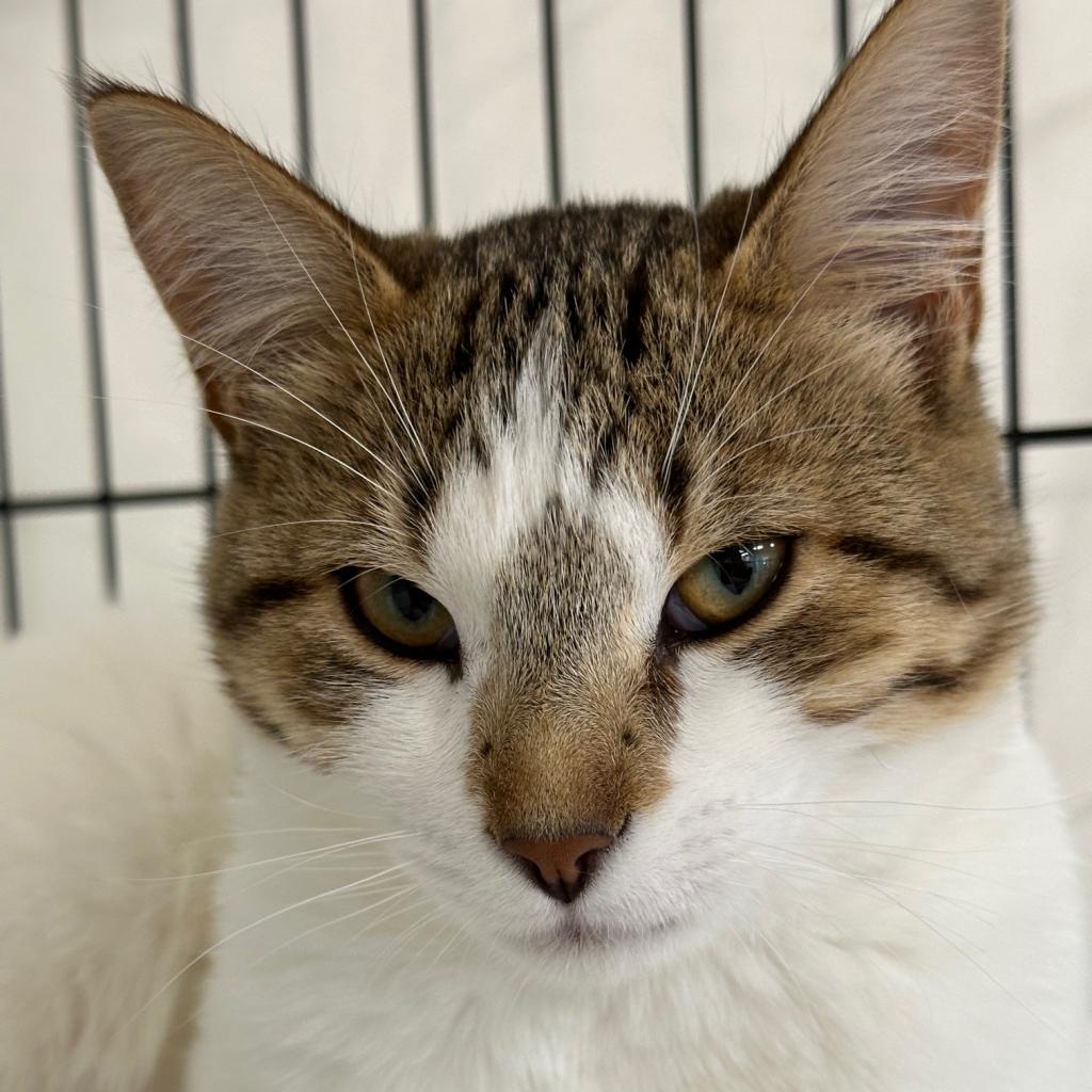 Goose, an adoptable Domestic Short Hair in Durango, CO, 81303 | Photo Image 2