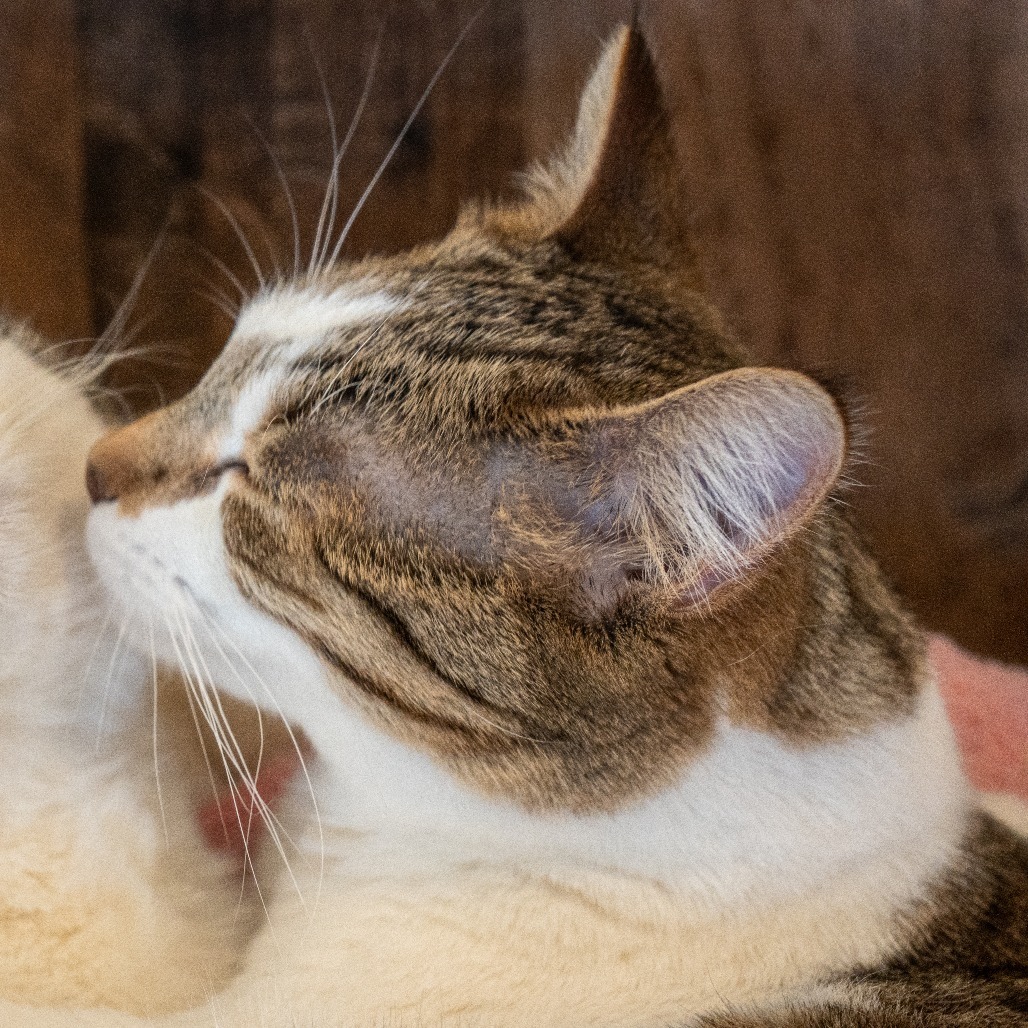 Goose, an adoptable Domestic Short Hair in Durango, CO, 81303 | Photo Image 3