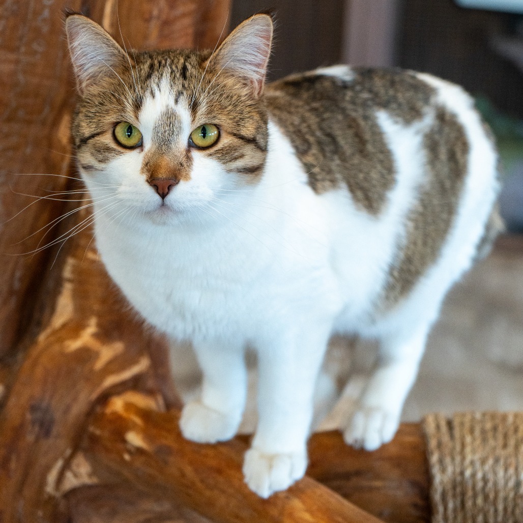 Goose, an adoptable Domestic Short Hair in Durango, CO, 81303 | Photo Image 4