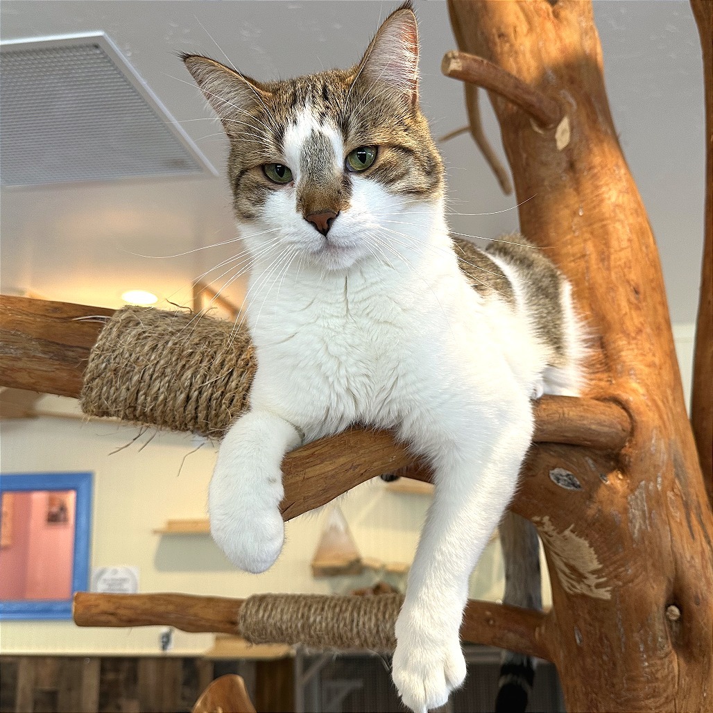 Goose, an adoptable Domestic Short Hair in Durango, CO, 81303 | Photo Image 5