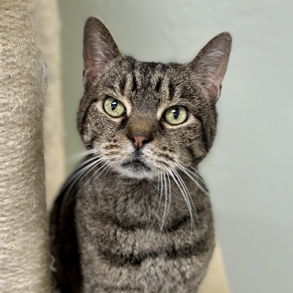Frank, an adoptable Domestic Short Hair in Durango, CO, 81303 | Photo Image 1