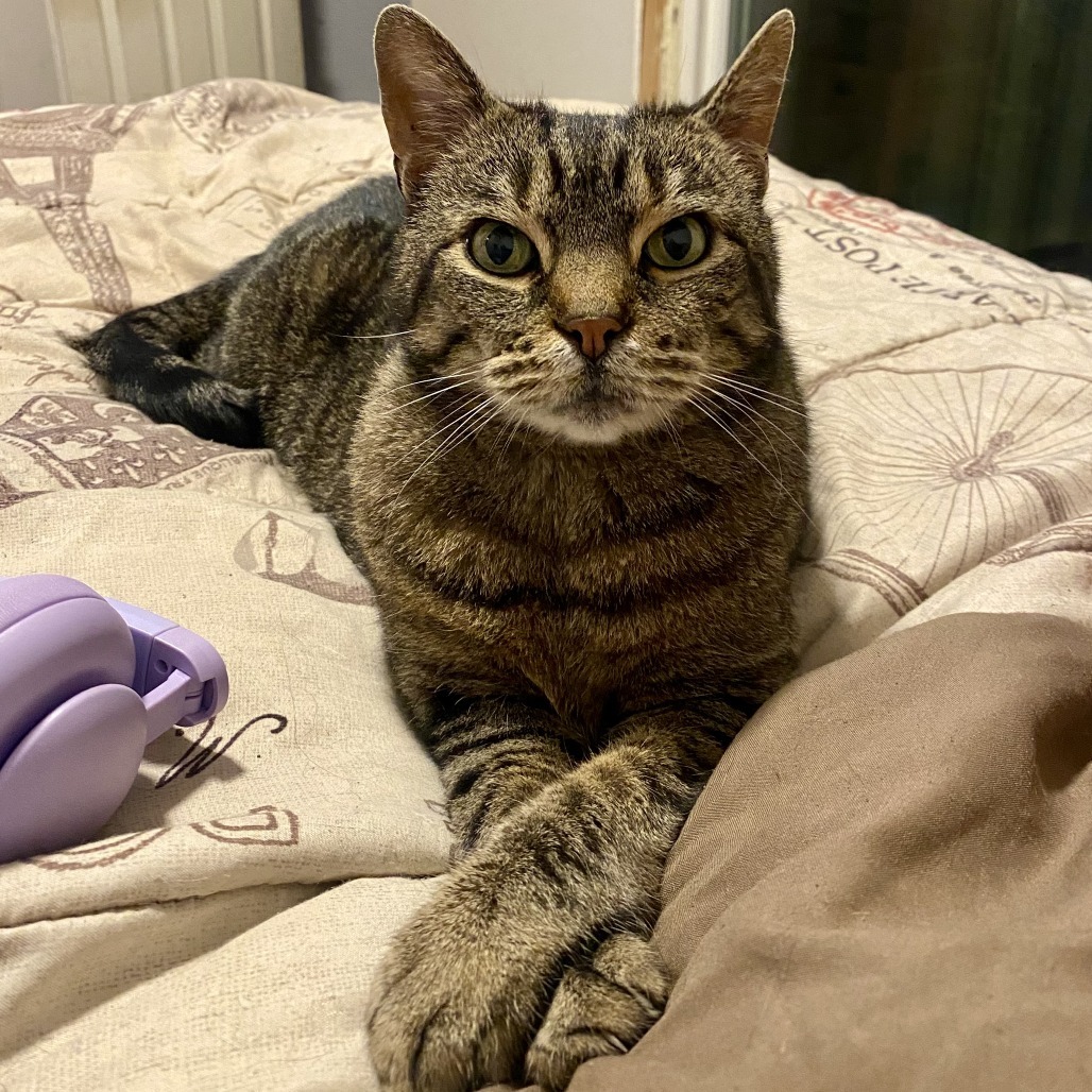 Frank, an adoptable Domestic Short Hair in Durango, CO, 81303 | Photo Image 2