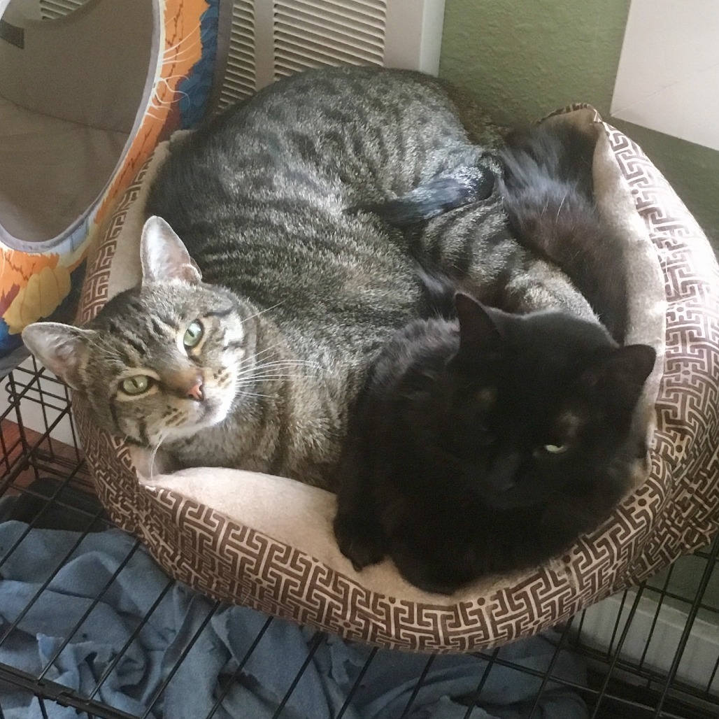 Frank, an adoptable Domestic Short Hair in Durango, CO, 81303 | Photo Image 3