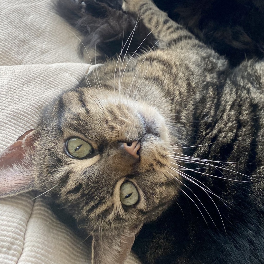 Frank, an adoptable Domestic Short Hair in Durango, CO, 81303 | Photo Image 4