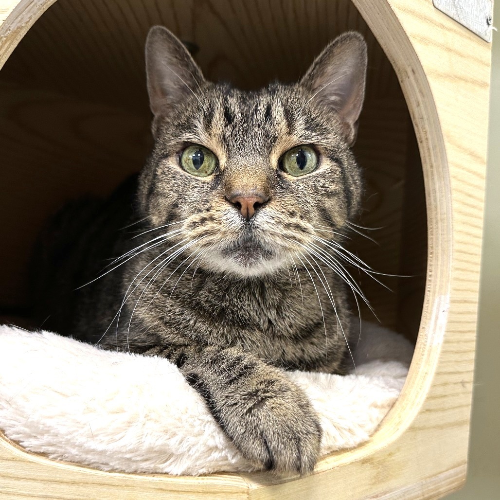 Frank, an adoptable Domestic Short Hair in Durango, CO, 81303 | Photo Image 5