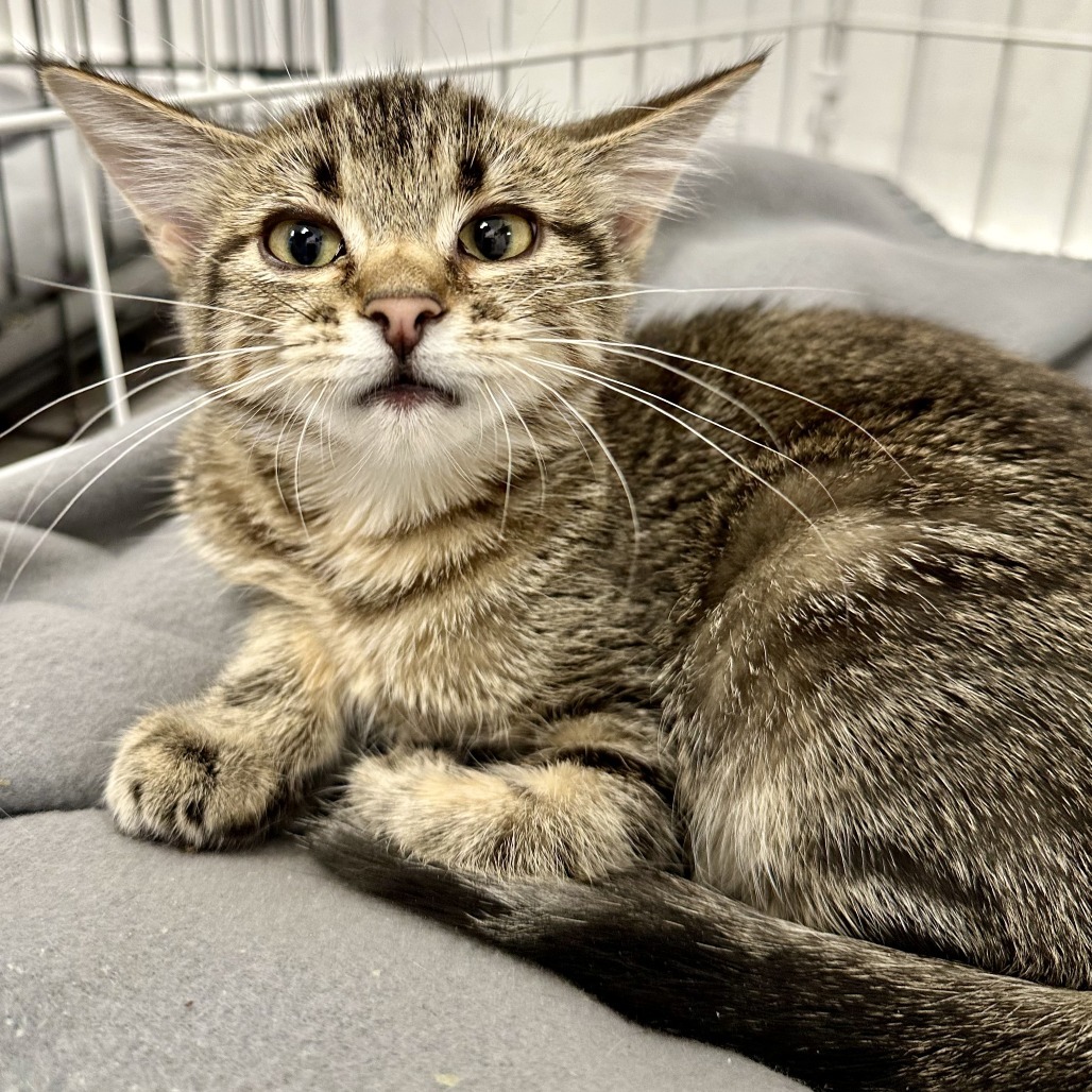 Bix, an adoptable Domestic Short Hair in Durango, CO, 81303 | Photo Image 2
