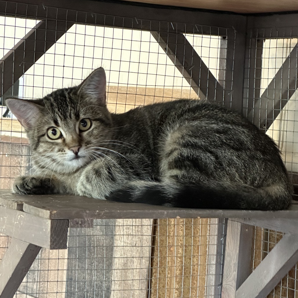 Bix, an adoptable Domestic Short Hair in Durango, CO, 81303 | Photo Image 3