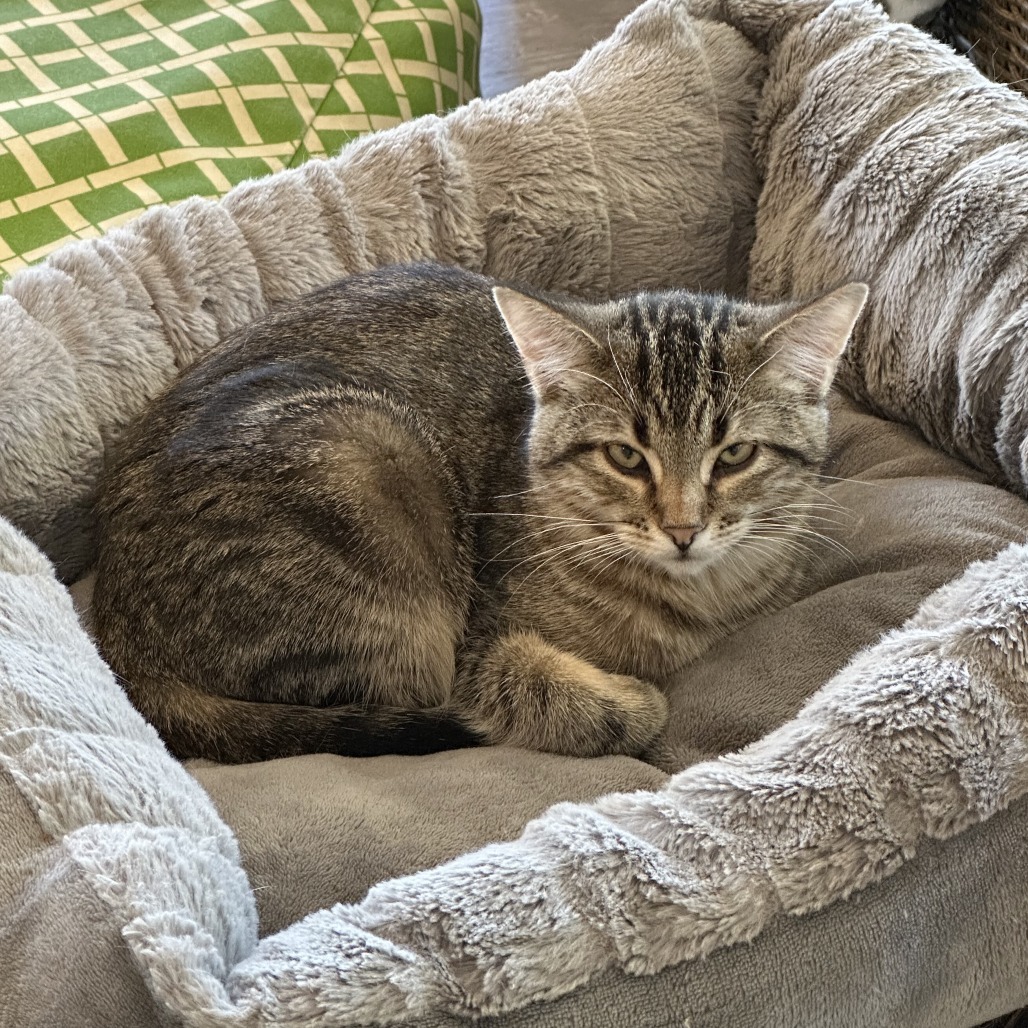 Bix, an adoptable Domestic Short Hair in Durango, CO, 81303 | Photo Image 4