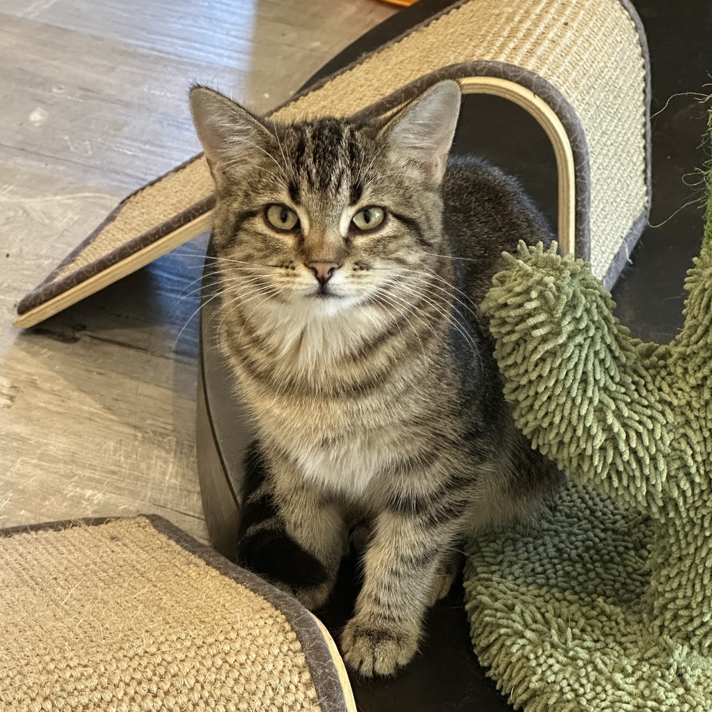 Bix, an adoptable Domestic Short Hair in Durango, CO, 81303 | Photo Image 5