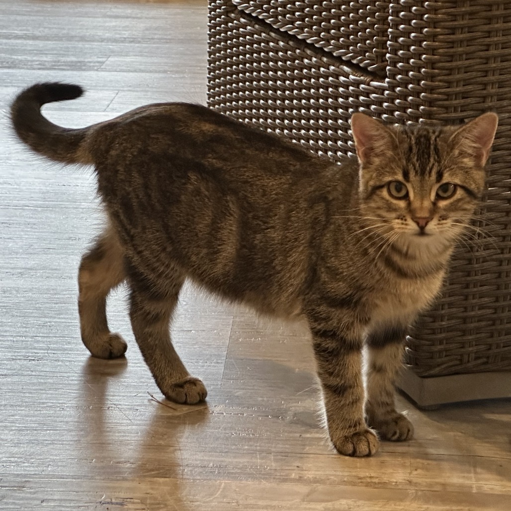 Bix, an adoptable Domestic Short Hair in Durango, CO, 81303 | Photo Image 6