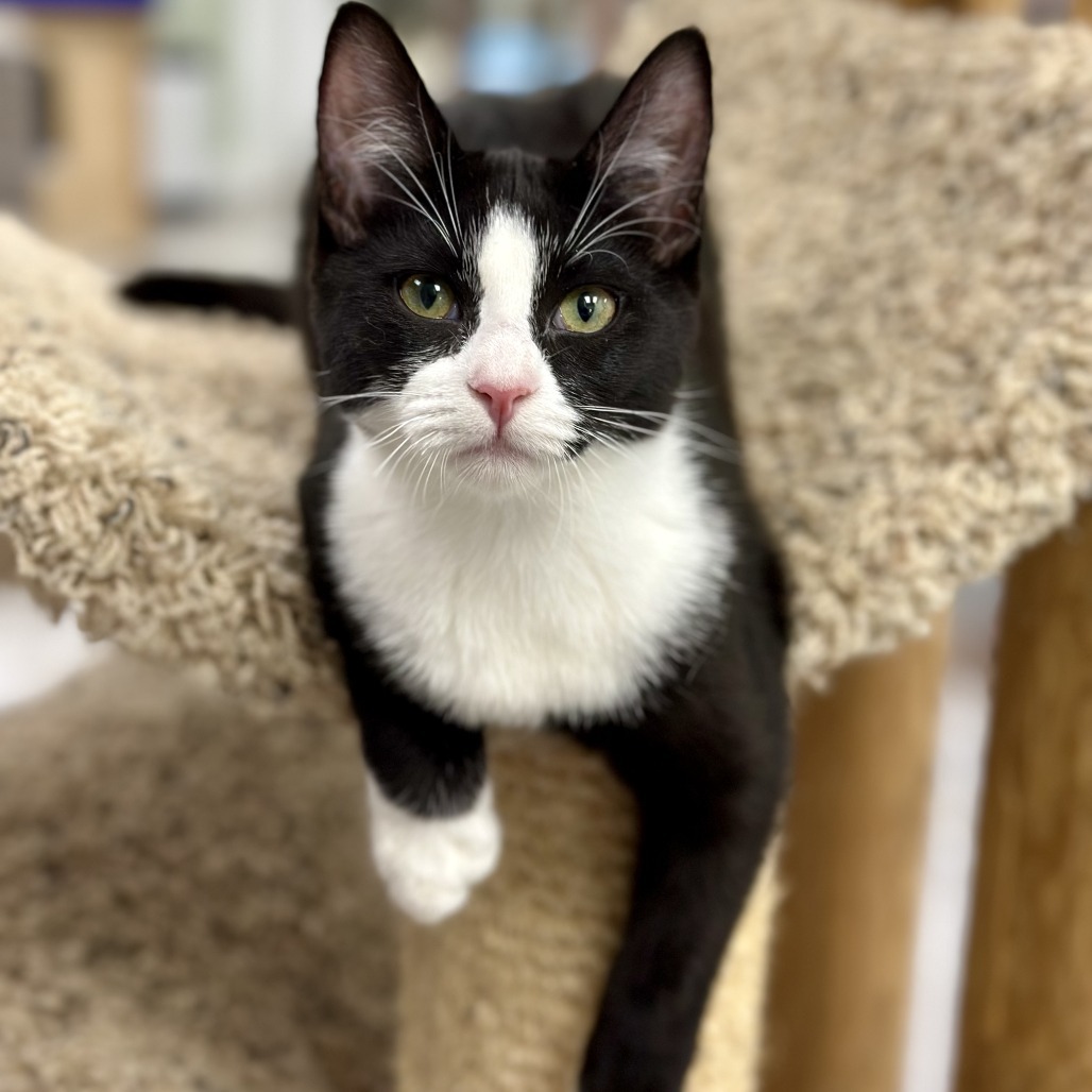 Bessie, an adoptable Domestic Short Hair in Durango, CO, 81303 | Photo Image 1