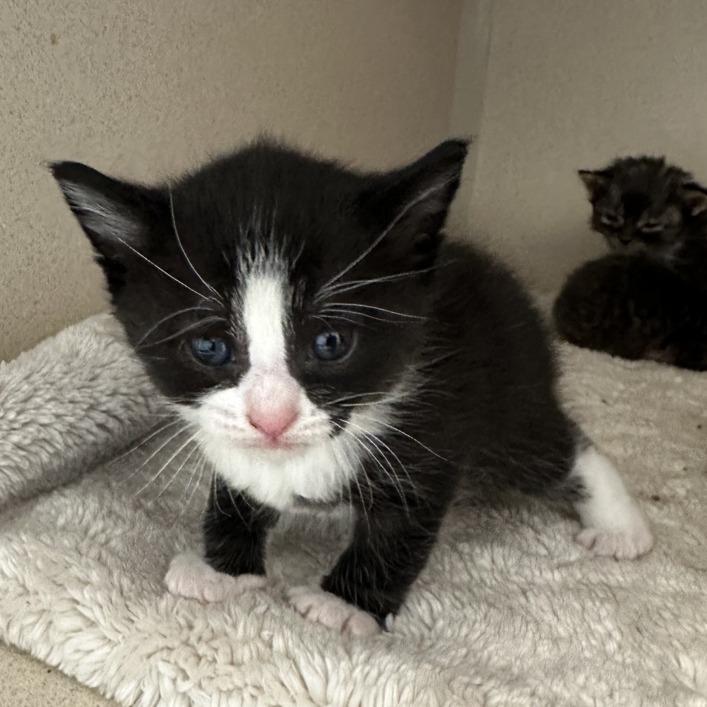 Bessie, an adoptable Domestic Short Hair in Durango, CO, 81303 | Photo Image 2