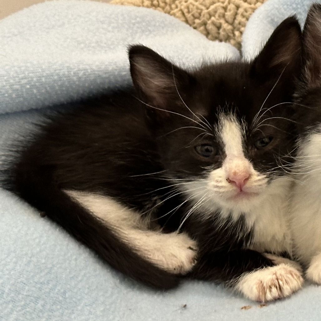 Bessie, an adoptable Domestic Short Hair in Durango, CO, 81303 | Photo Image 3