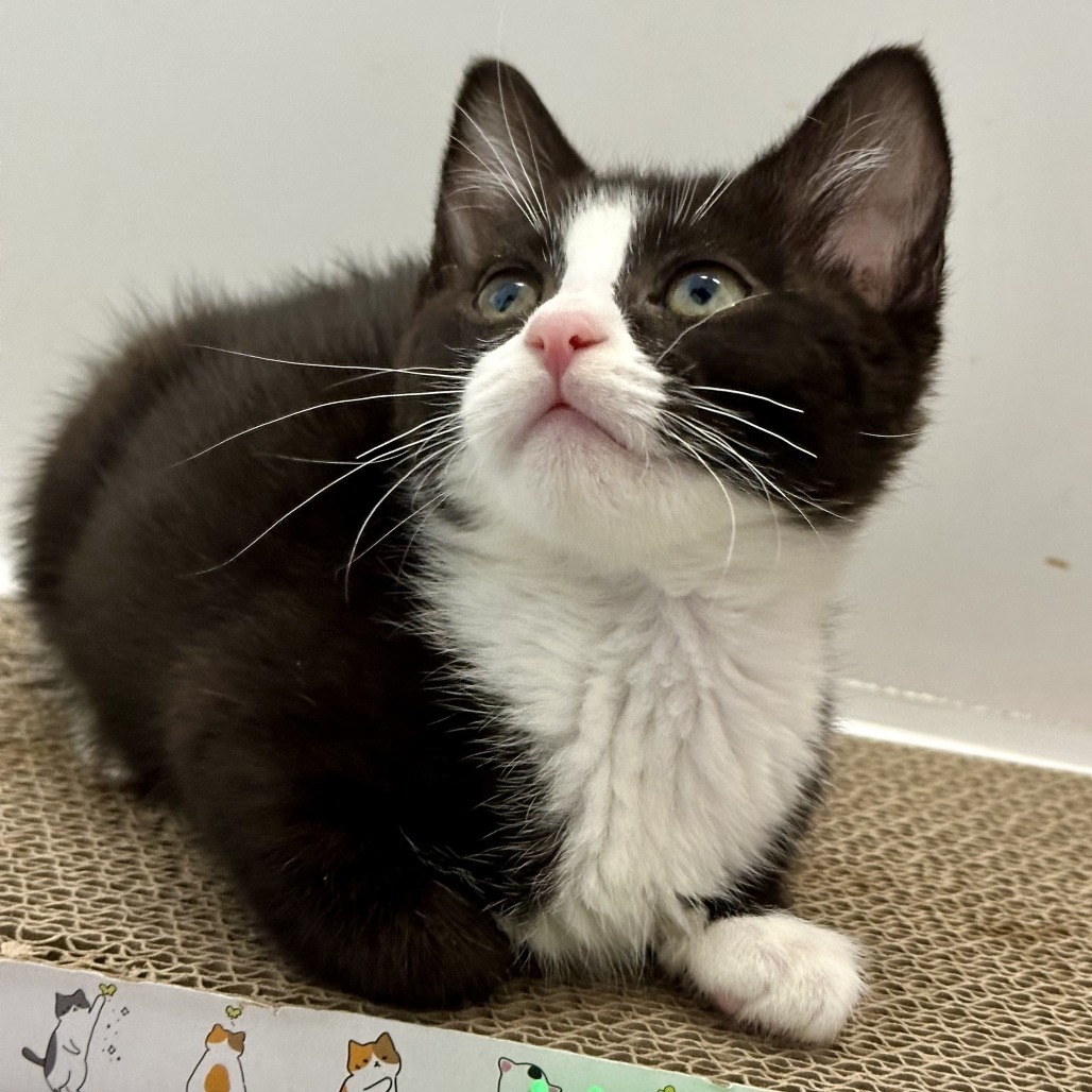 Bessie, an adoptable Domestic Short Hair in Durango, CO, 81303 | Photo Image 4