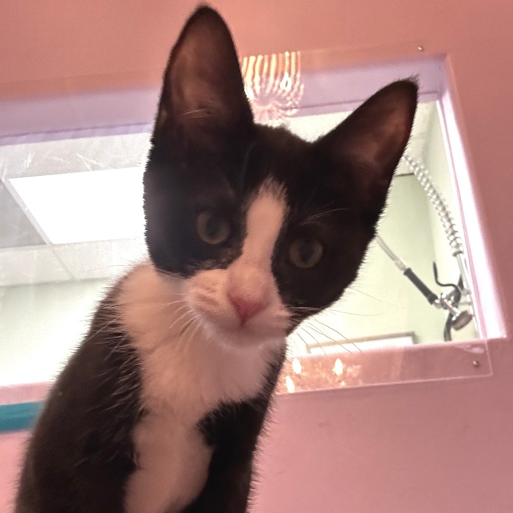 Bessie, an adoptable Domestic Short Hair in Durango, CO, 81303 | Photo Image 5