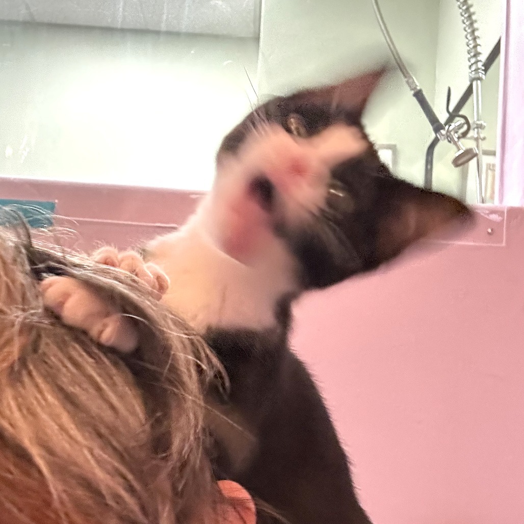 Bessie, an adoptable Domestic Short Hair in Durango, CO, 81303 | Photo Image 6