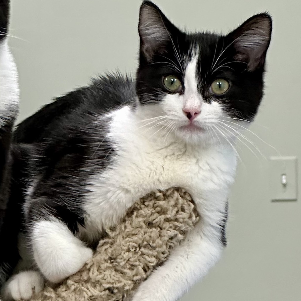 CaBoy, an adoptable Domestic Short Hair in Durango, CO, 81303 | Photo Image 1