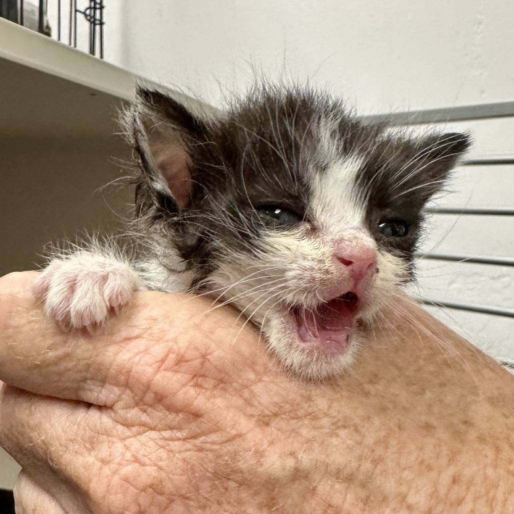 CaBoy, an adoptable Domestic Short Hair in Durango, CO, 81303 | Photo Image 2