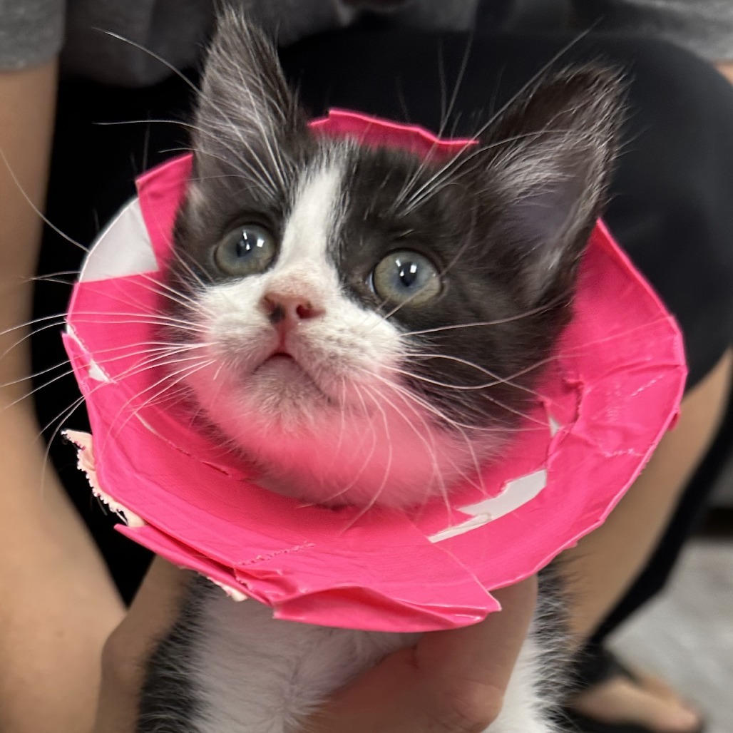 CaBoy, an adoptable Domestic Short Hair in Durango, CO, 81303 | Photo Image 3