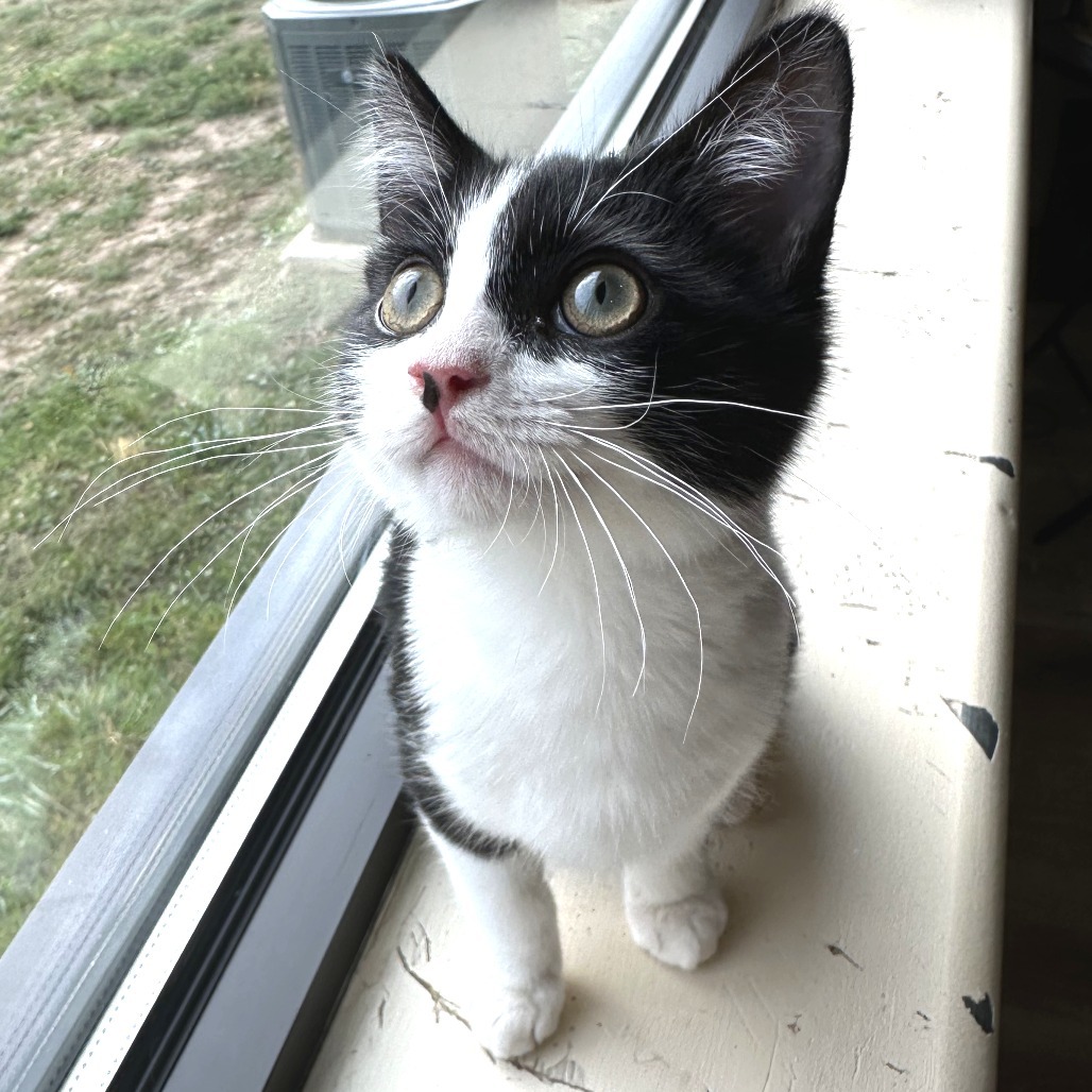 CaBoy, an adoptable Domestic Short Hair in Durango, CO, 81303 | Photo Image 5