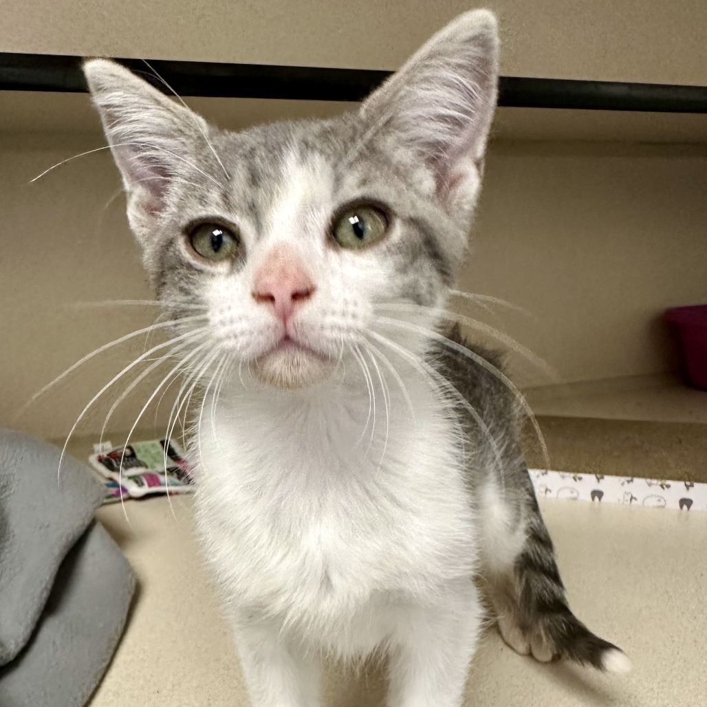 Maurice, an adoptable Domestic Short Hair in Durango, CO, 81303 | Photo Image 1
