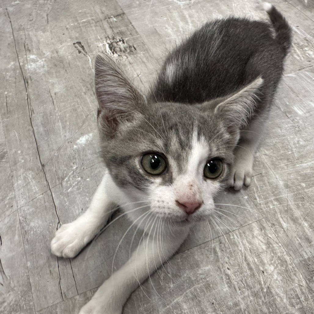 Maurice, an adoptable Domestic Short Hair in Durango, CO, 81303 | Photo Image 2