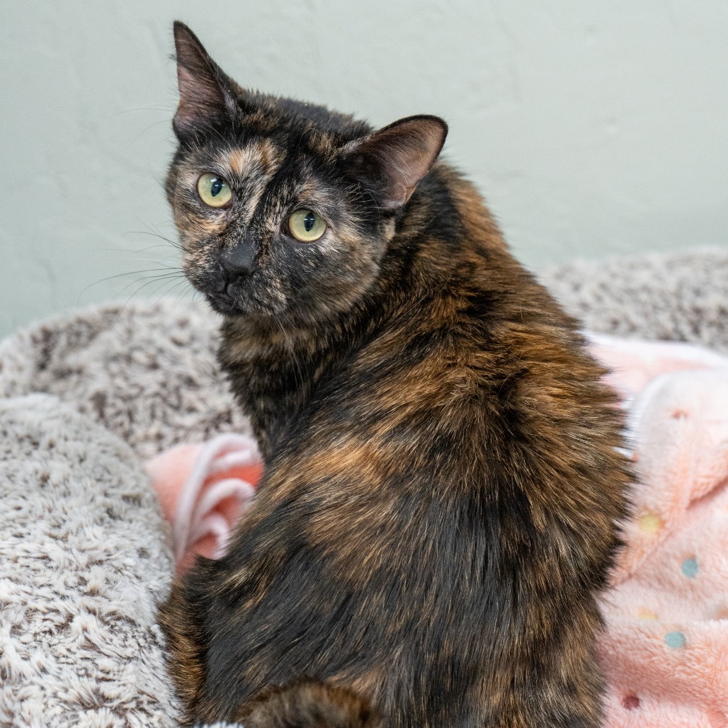 Plumeria, an adoptable Domestic Short Hair in Durango, CO, 81303 | Photo Image 1