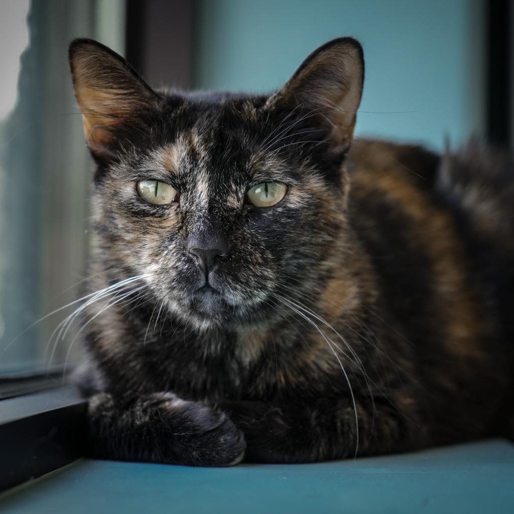 Plumeria, an adoptable Domestic Short Hair in Durango, CO, 81303 | Photo Image 2