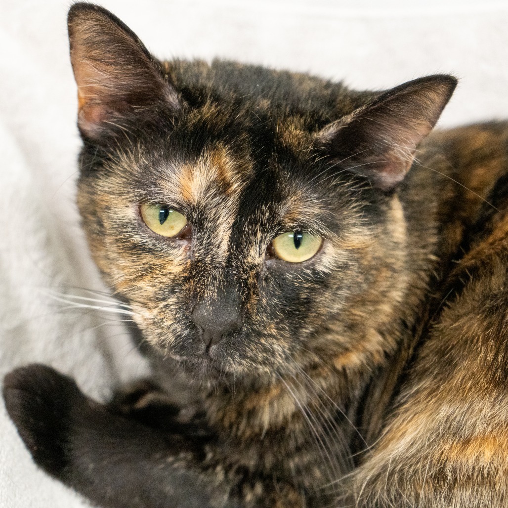 Plumeria, an adoptable Domestic Short Hair in Durango, CO, 81303 | Photo Image 3