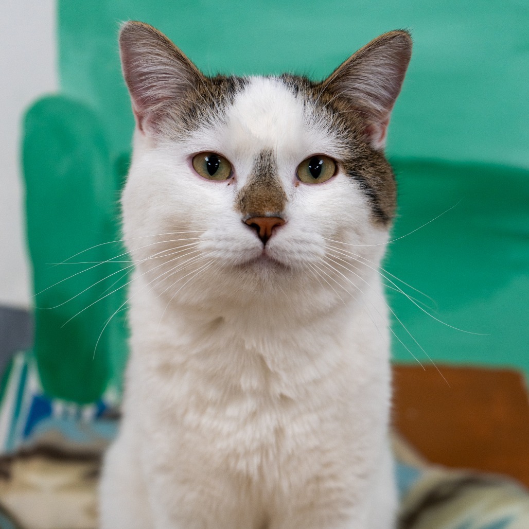 Iceman, an adoptable Domestic Short Hair in Durango, CO, 81303 | Photo Image 1