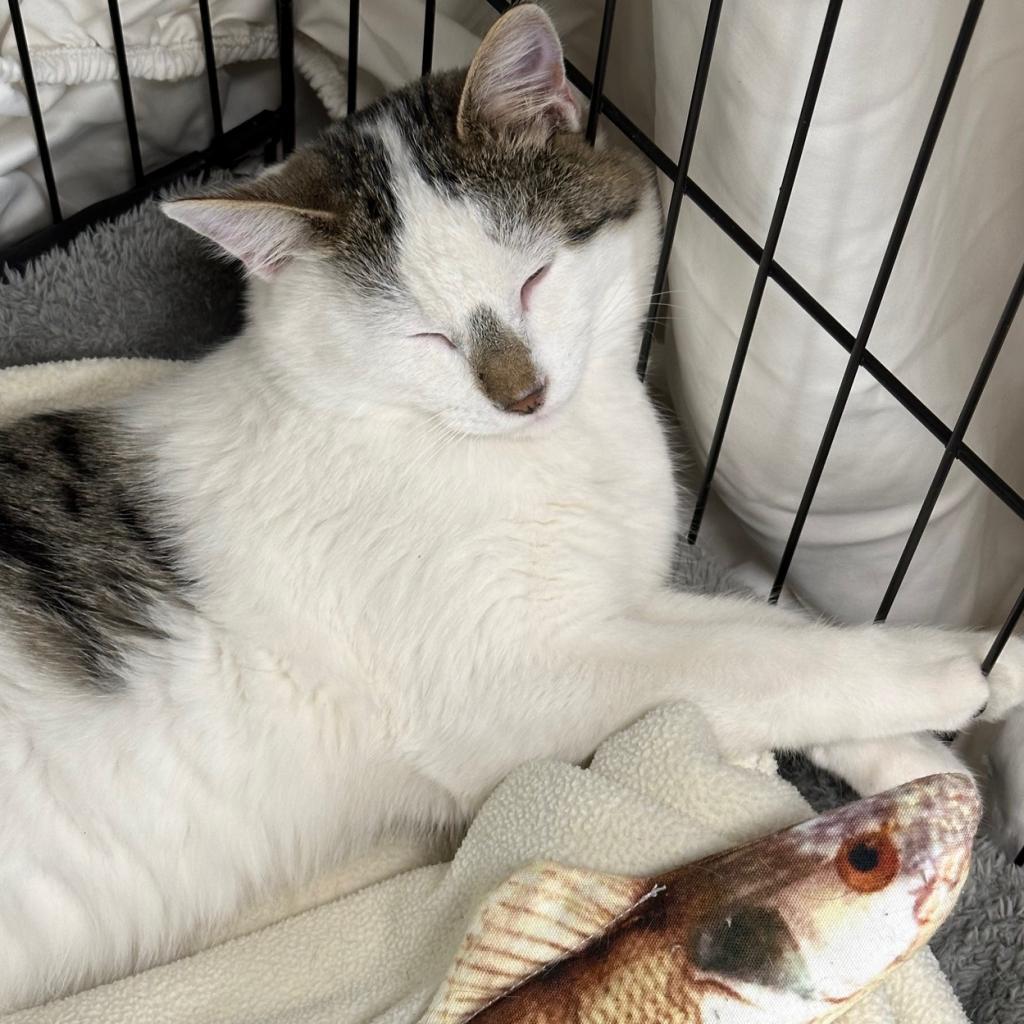 Iceman, an adoptable Domestic Short Hair in Durango, CO, 81303 | Photo Image 2