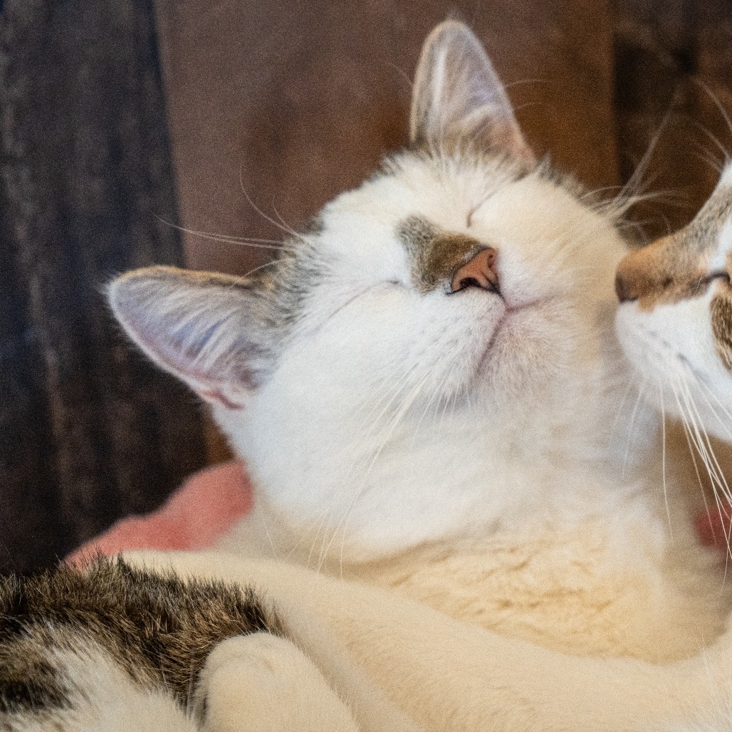 Iceman, an adoptable Domestic Short Hair in Durango, CO, 81303 | Photo Image 3