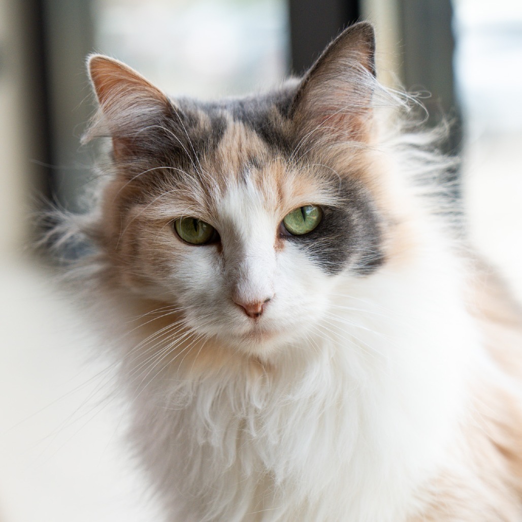 Alice, an adoptable Domestic Long Hair in Durango, CO, 81303 | Photo Image 1