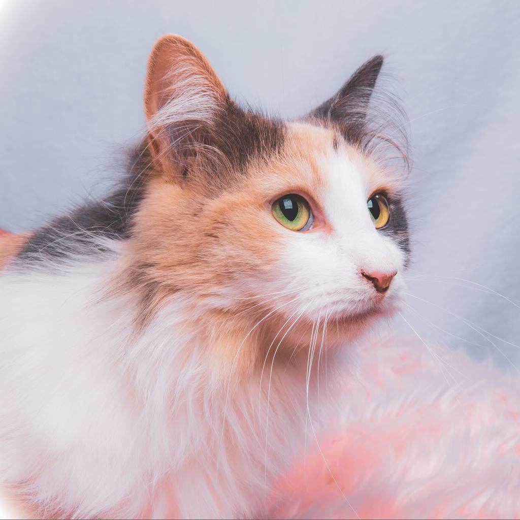 Alice, an adoptable Domestic Long Hair in Durango, CO, 81303 | Photo Image 2