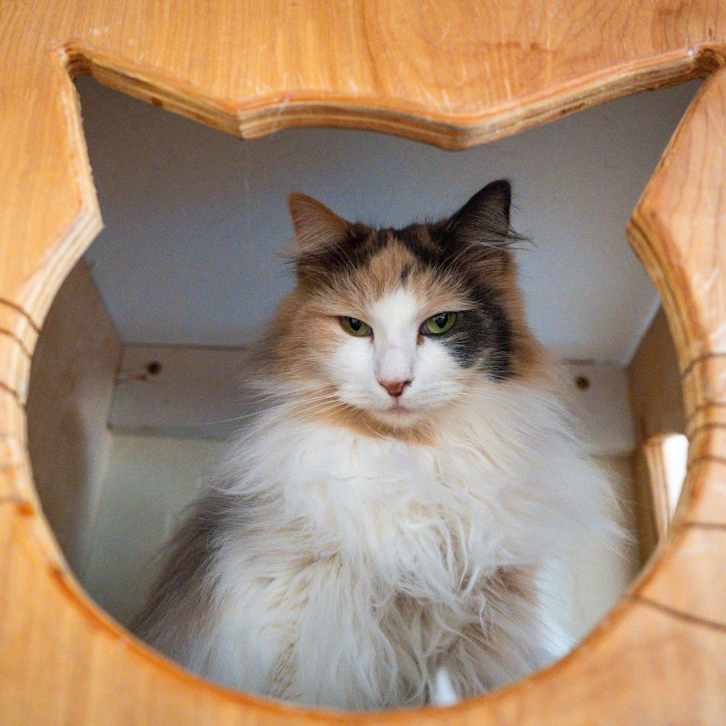 Alice, an adoptable Domestic Long Hair in Durango, CO, 81303 | Photo Image 3