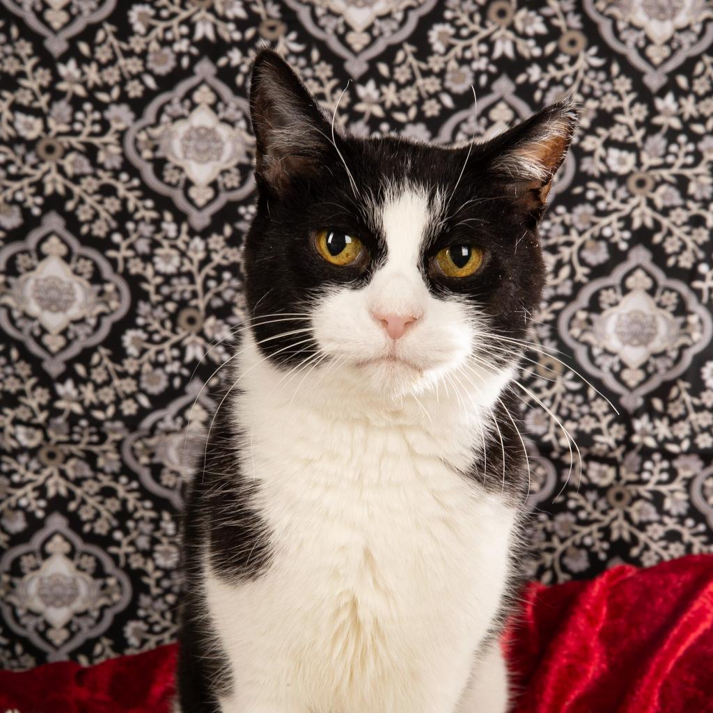 Mai Mai, an adoptable Domestic Short Hair in Durango, CO, 81303 | Photo Image 1