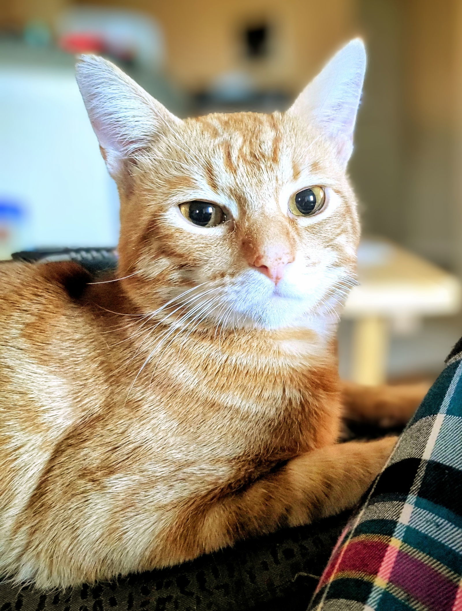 Barnabus
