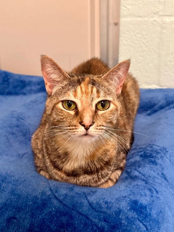 Tamerlane thumbnail 2