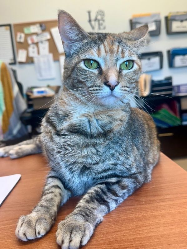 Tamerlane thumbnail 3